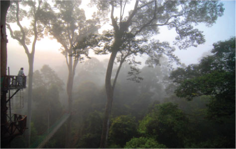 Borneo Rainforest Lodge Canopy and Mist